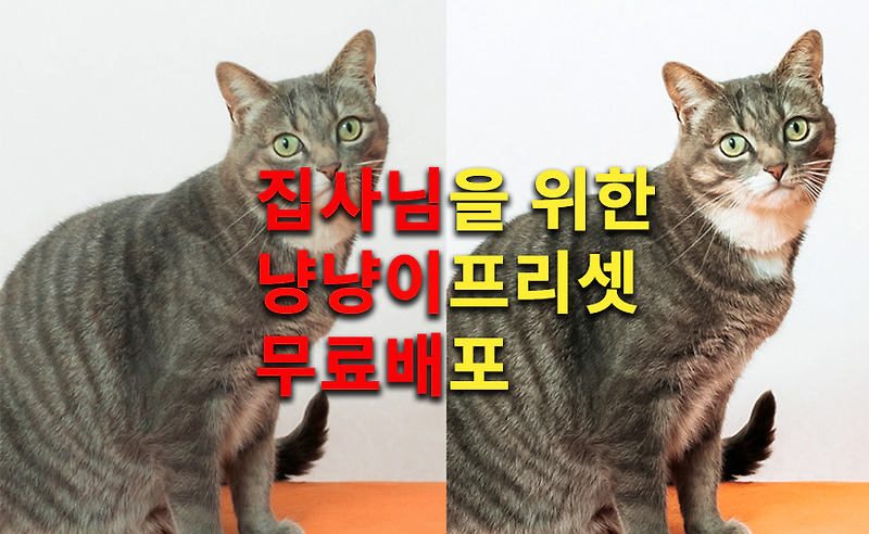 라이트룸보정 집사를 위한 냥냥이 고양이사진 프리셋 무료배포