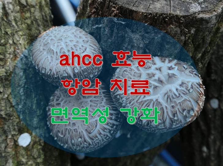 ahcc 효능 항암 치료 면역성 강화