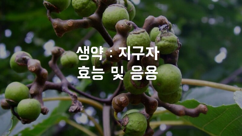 생약 : 지구자 / 효능 / 기원 / 약리 / 성분 feat. 컨디션파워