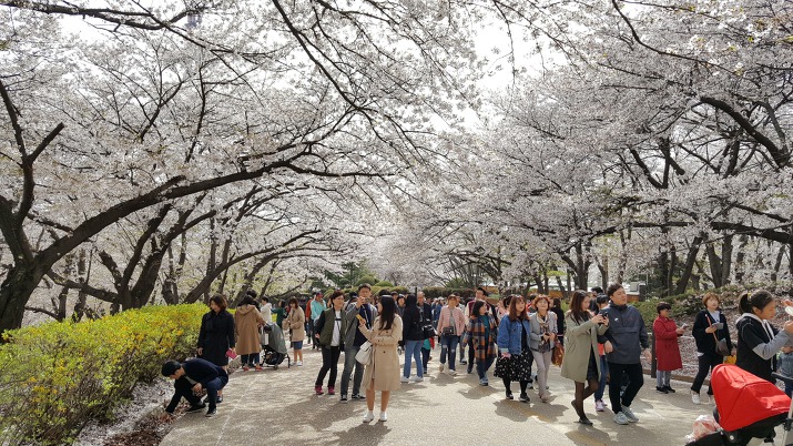 인천SK석유화학 벚꽃축제 데이트-SK인천석유화학 벚꽃동산 / 인천 가볼만한 곳