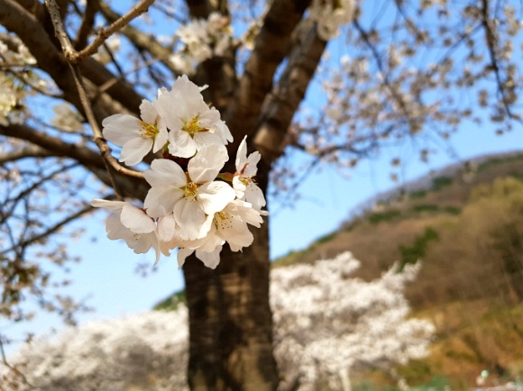 대구, 2018 옥포 벚꽃 축제 개장, 벚꽃보다 사람이 많다!