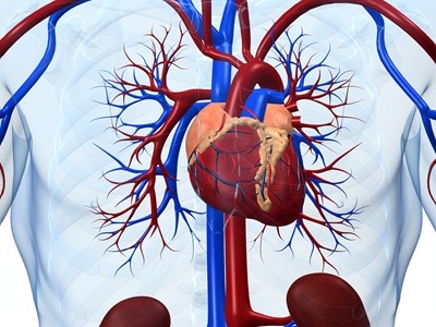 심장병 초기증상과 함께 심장병 발병시 대처방법