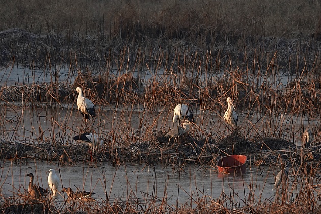[황새과] 화포천을 찾은 황새(Oriental White Stork)