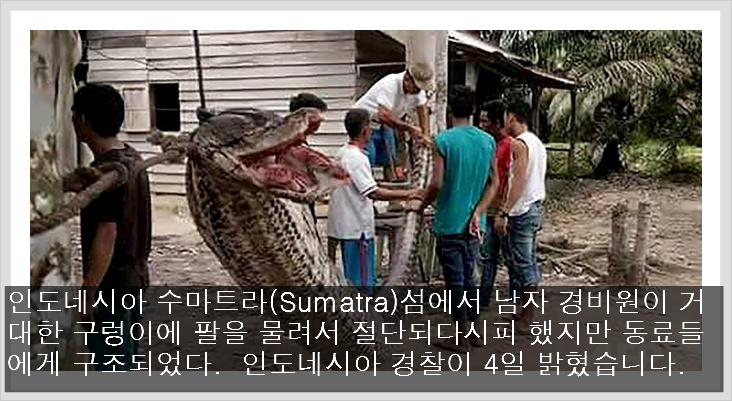 인도네시아 수마트라(Sumatra)섬에서 남자 경비원이 거대한 구렁이에 팔을 물려서 절단되다시피 했지만 동료들에게 구조되었다. 경찰 간부가 4일 밝혔다.그 뒤 뱀은 지역 주민들에게 살해당하..