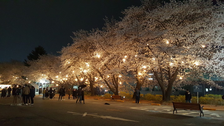 2018년 평택대 벚꽃축제 야경 / 경기도 평택 가볼만한 곳