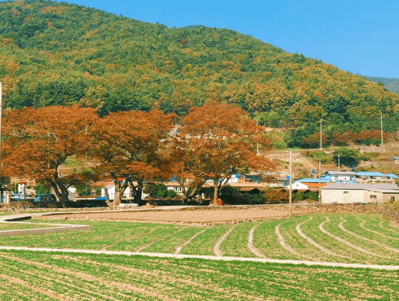 6시내고향 경남 남해 팜프라 남해의 청년마을 11월 12일 방송