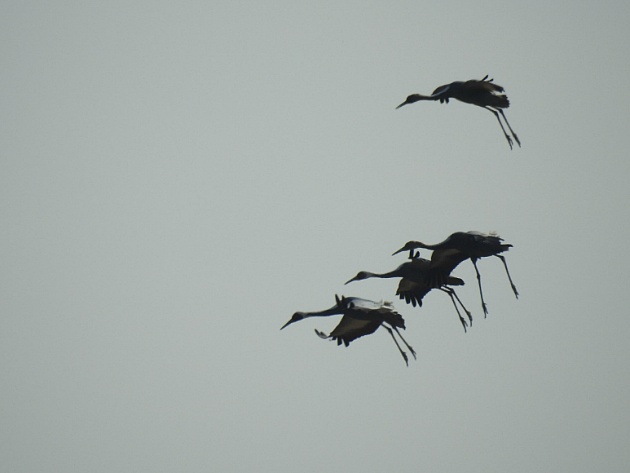 [두루미과] 재두루미(white-naped crane)