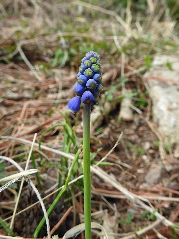 [백합과] 무스카리(grape hyacinth)