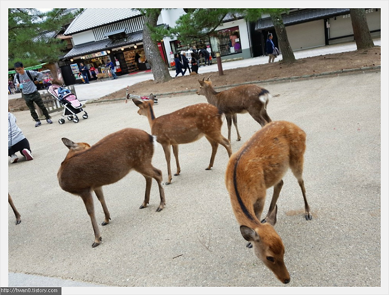 오사카 여행 4일차 - 나라 사슴공원
