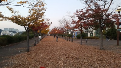 마지막 가을 정취를 느낄 수 있는 문수구장 낙엽길 산책로