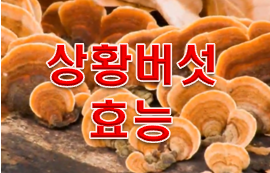 상황버섯효능 및 가격 알아봤다.!!