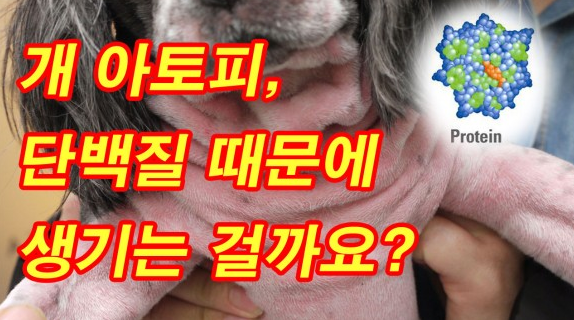 [개아토피클리닉TV]개아토피, 단백질 때문에 생기는 걸까요?(feat.가수분해처방사료) ~처럼