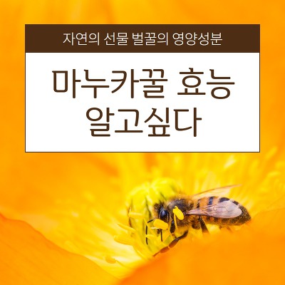 마누카꿀 효능에 대해서 3가지 영양성분 대해 알아 보도록 합시다