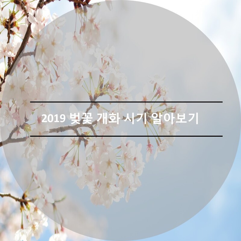 2019년 국내 벚꽃 개화시기 알아보고 벚꽃축제준비하기