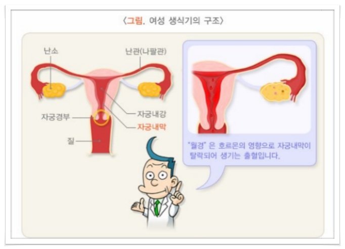 자궁근종과 자궁내막증