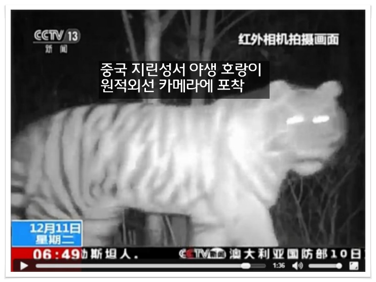 中 지린성서 야생 호랑이 원적외선 카메라에 포착