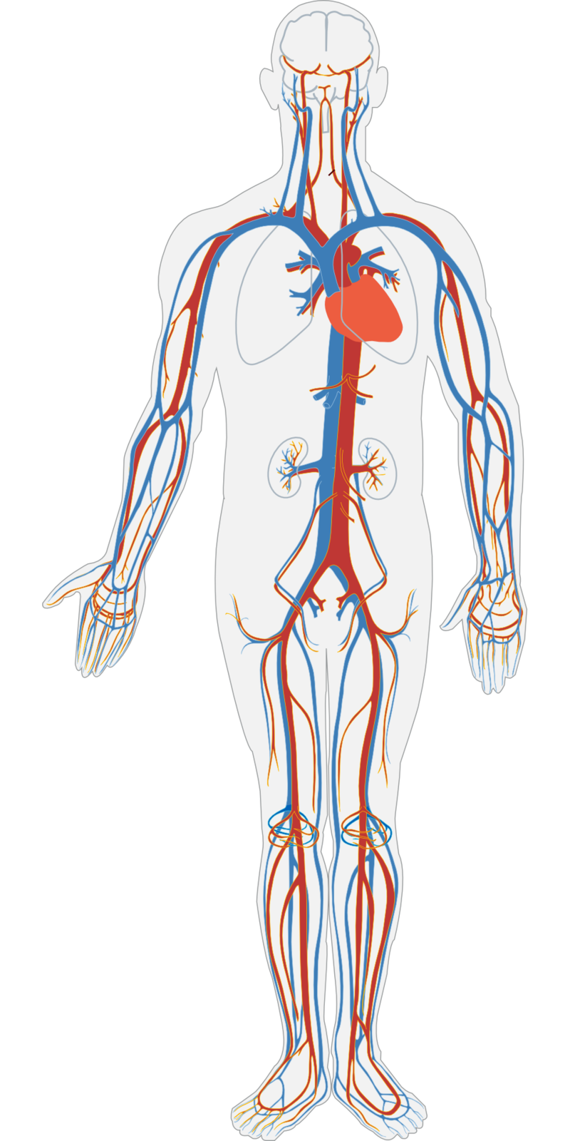 동맥과 정맥에 대해 알아보자 : Artery and Vein
