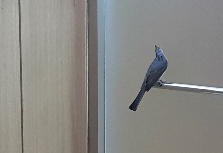 사무실에 정체모를 새가 나타났다!