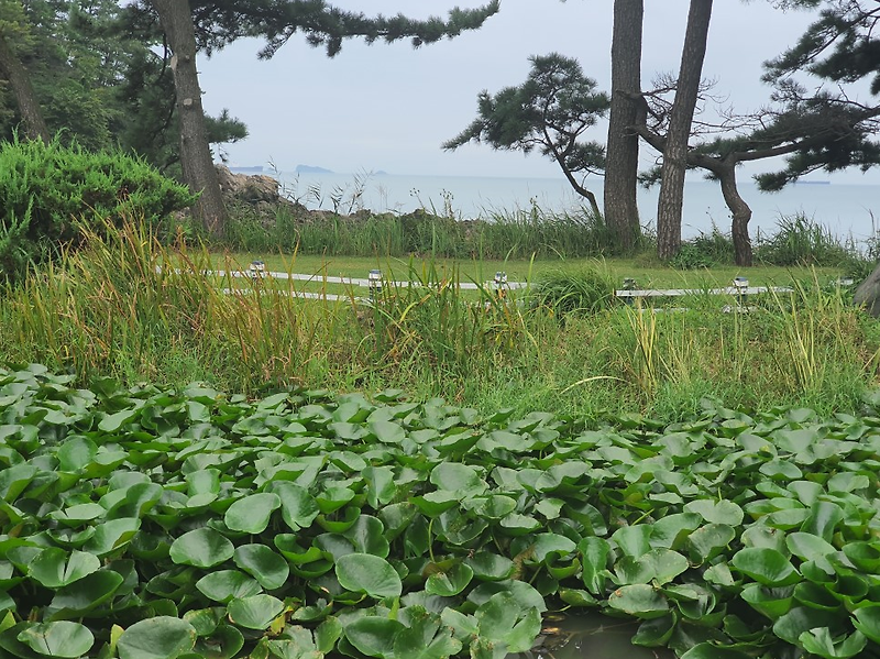 H2비자 F4비자소음주운전 폭행 외국인벌금 집행유예 체류연장 볼까요