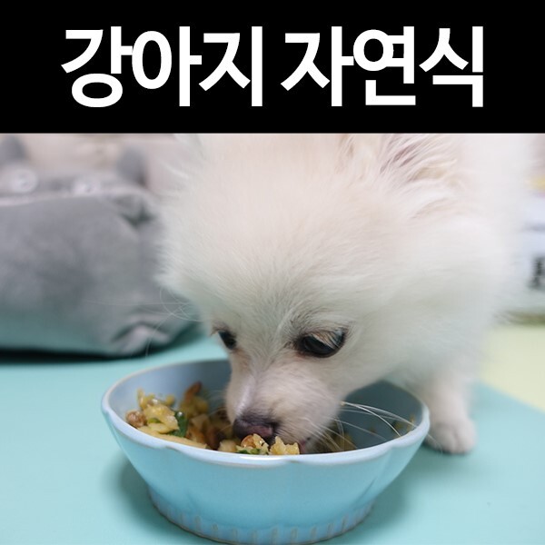 강아지가 밥을 안먹어요. 하이독 강아지자연식/화식이면 OK