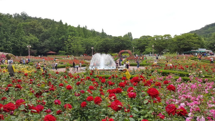 인천대공원 수목원, 장미원, 애인광장 커플 낭만 데이트 / 인천 가볼만한 곳