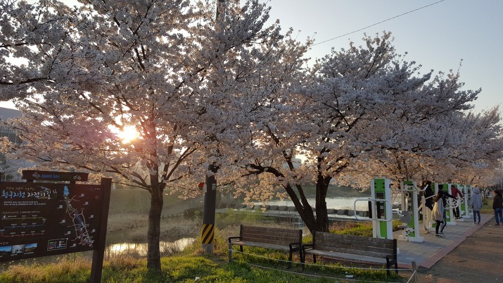 수원 황구지천 벚꽃 데이트 / 경기도 수원 가볼만한 곳