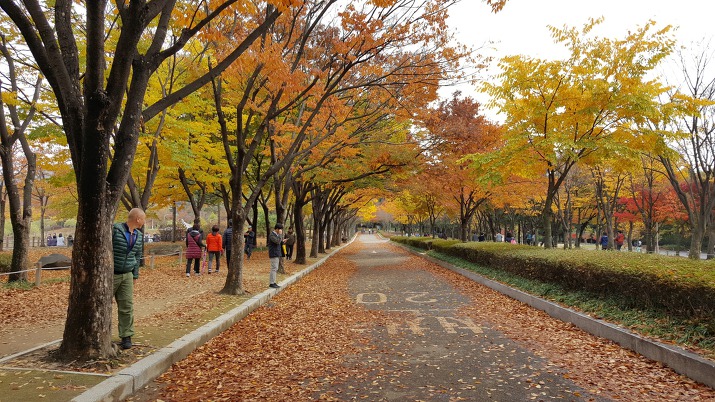 인천대공원 단풍터널 가을 단풍놀이 데이트 / 인천 가볼만한 곳