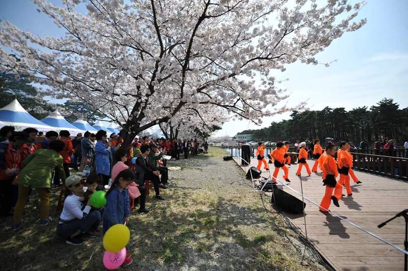 속초 오감이 있는 벚꽃축제 상도문 마을 솔밭유원지에서 4월6일~7일 진행