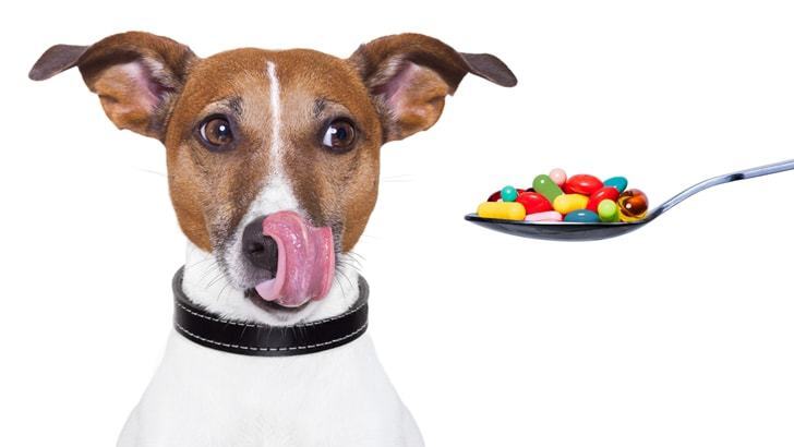 강아지에게 먹여도되는 사람약 12가지, 반려견에게 사람약 먹어도 될까요?
