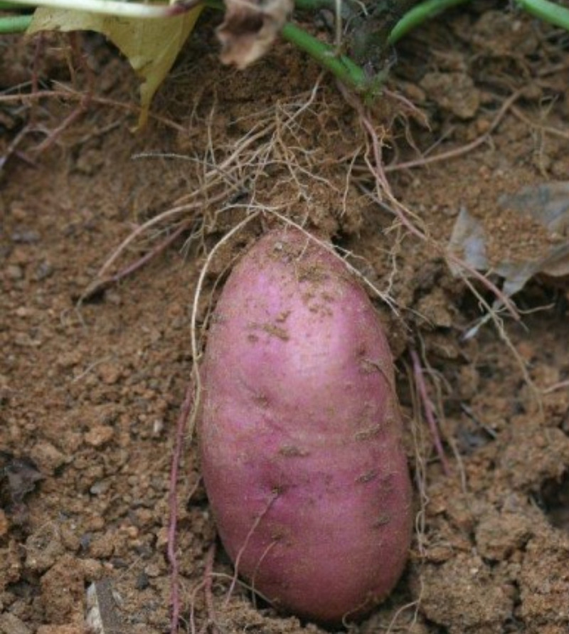 고구마