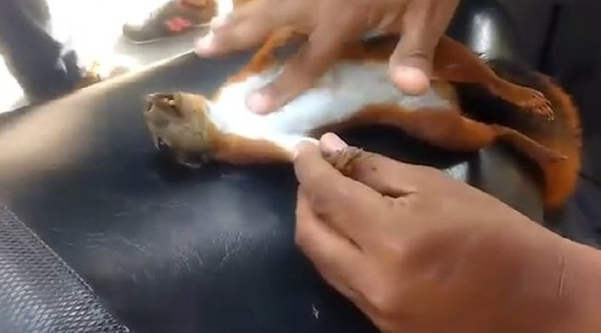 심장마사지로 다람쥐 살리는 영상.ytb (+CPR 안내서) 알아봐요