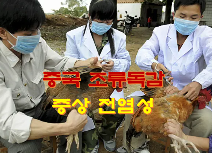 중국 조류독감 증상 전염성