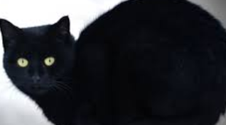 검은 고양이꿈 해몽