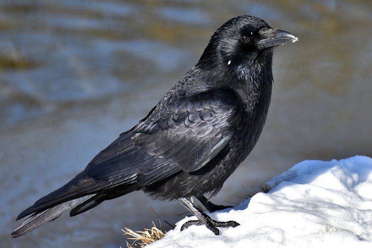 [성경의 동물] 까마귀(Raven, Crow)