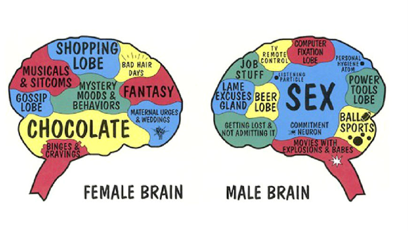 남자  여자 두뇌차이, 정말 존재할까요?