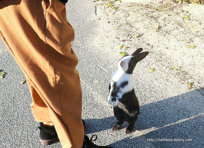 현지인과 함께 히로시마 여행 -4- 다케하라시 관광 포인트 토끼섬 오쿠노시마