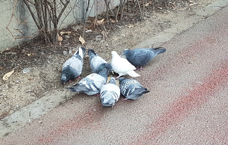 거리의 청소부가 된 평화의 상징 비둘기