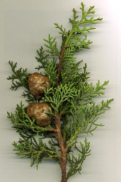 [성경의 식물] 노송나무(Evergreen cypress, pine)