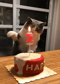 생일이라 촛불끄는 고양이