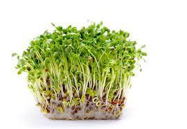 알팔파(Alfalfa)의 효능과 부작용, 섭취시 주의할 점은?