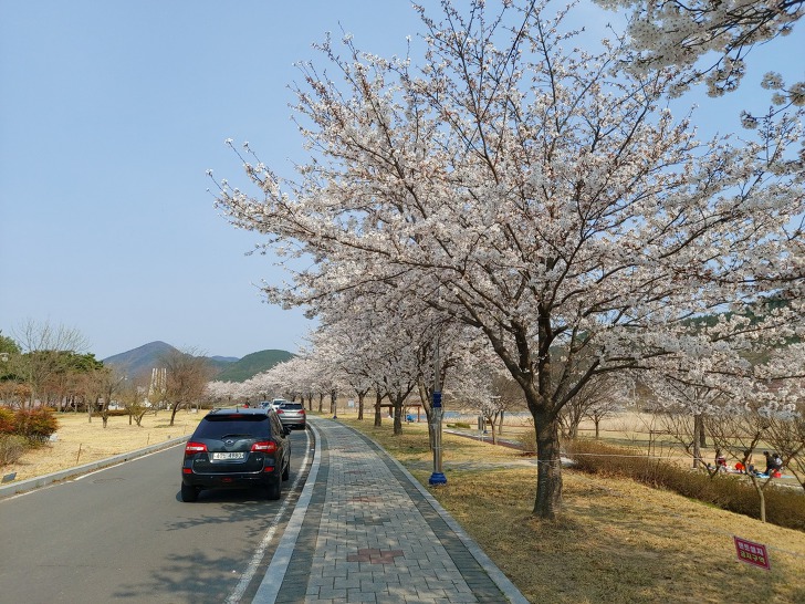 [대구근교 나들이] 벚꽃과 무료 캠핑장 임고강변공원