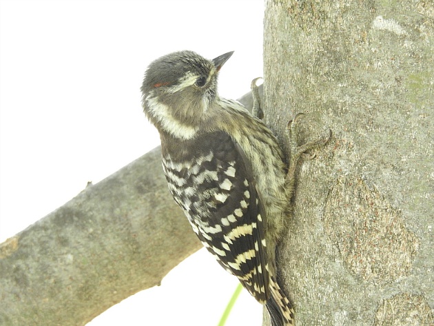 [딱다구리과] 쇠딱다구리(Japanese Pygmy Woodpecker)