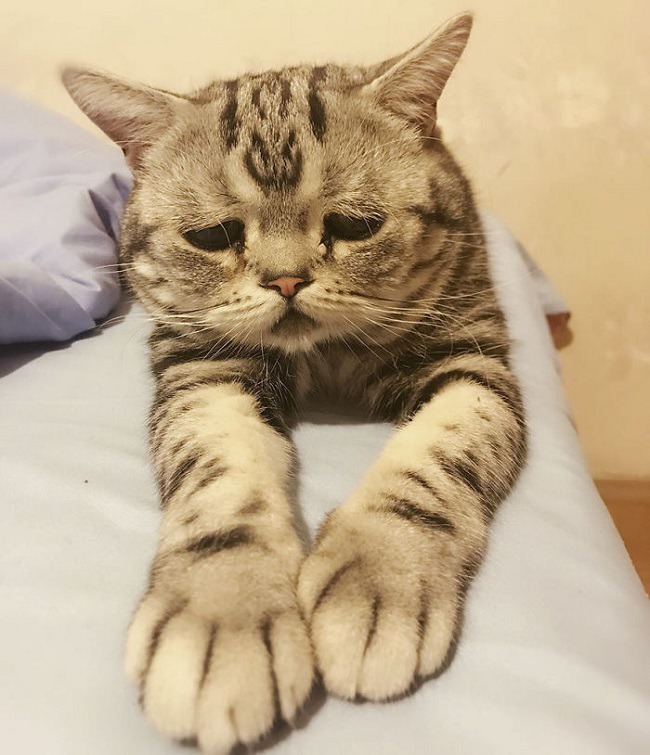 세상에서 가장 불쌍하게 생긴 고양이, 슬픈 고양이 루후(Luhu)