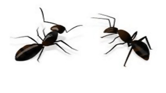 개미퇴치법 개미없애는법 : 붕산 치약 소금 고무줄