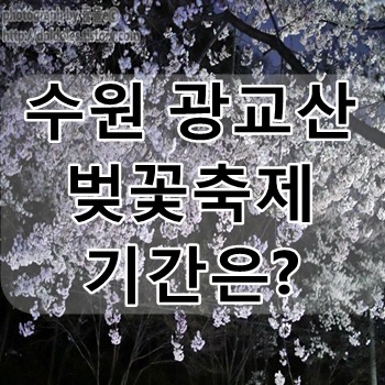 수원 벚꽃축제 : 광교산 벚꽃축제 광교마루길 일정과 주차는?