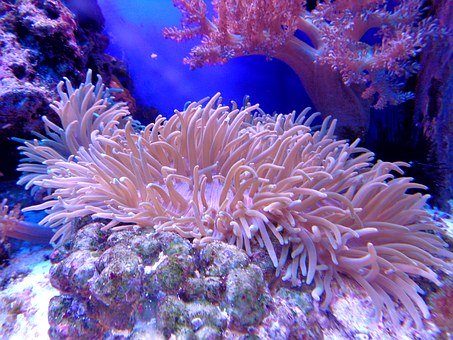 [꿈해몽] 산호 꿈 산호 꿈해몽 산호 반지 받는 꿈 산호 반지를 끼는 꿈 바다에서 산호를 캐는 꿈 예쁜 산호를 보는 꿈