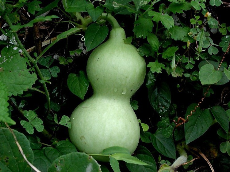 [성경의 식물] 박, 박넝쿨(gourd)