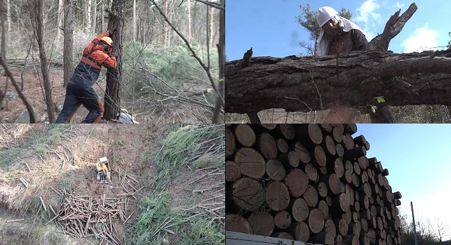 극한직업 벌목과 나무집 거목(巨木)과의 사투 498화