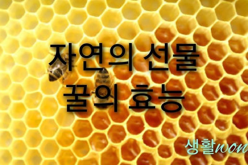 꿀의 효능, 꿀을 먹어야 하는 이유!!