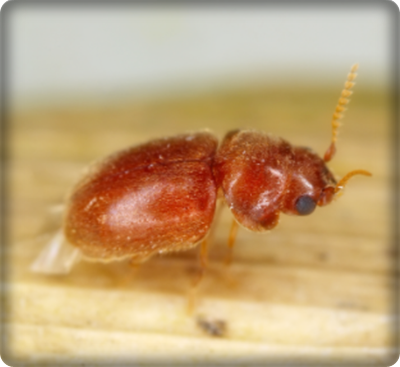권연벌레 발생원인 및 예방, 권연벌레 퇴치법
